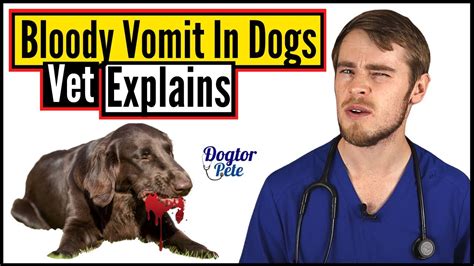 Why Is My Dog Vomiting Blood Bloody Vomit In Dogs Veterinarian