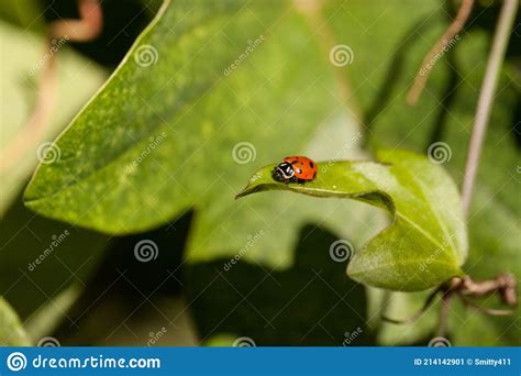 Spotted Convergent Lady Beetle Also Called The Ladybug Hippodamia