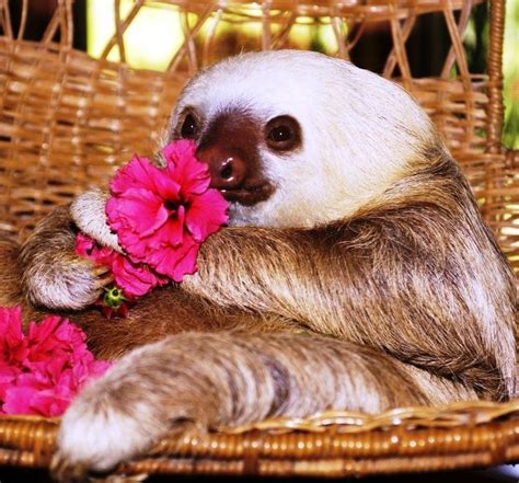371 Best Images About Sleepy Sloths On Pinterest Puerto Limon Sloths