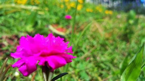 Beautiful Purple Flower In The Garden Stock Image Image Of Bright