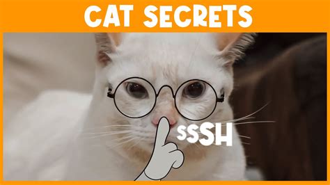 10 Secrets Your Cat Knows About You Youtube