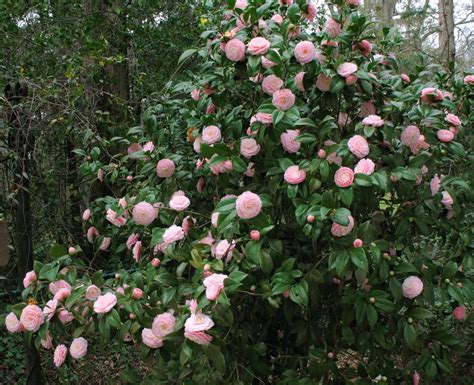 Pink Perfection Camellia Japonica Etsy