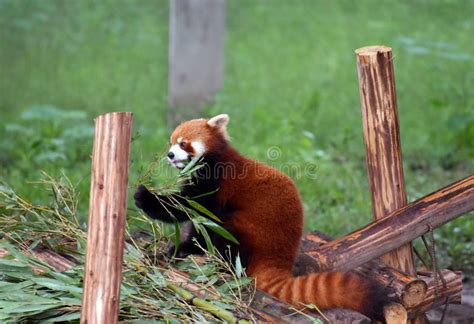 Lesser Panda Eating Red Panda Stock Image Image Of Mammal Panda 103230477