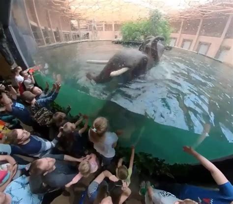 Swimming Trunks Cool Moment Elephants Take Dip In Pool Viraltab