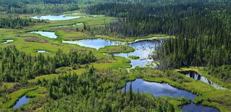 Boreal Forest Conservation In Canada