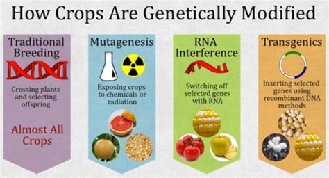 Glp Infographic How Crops Are Modified Are Gmos More Dangerous