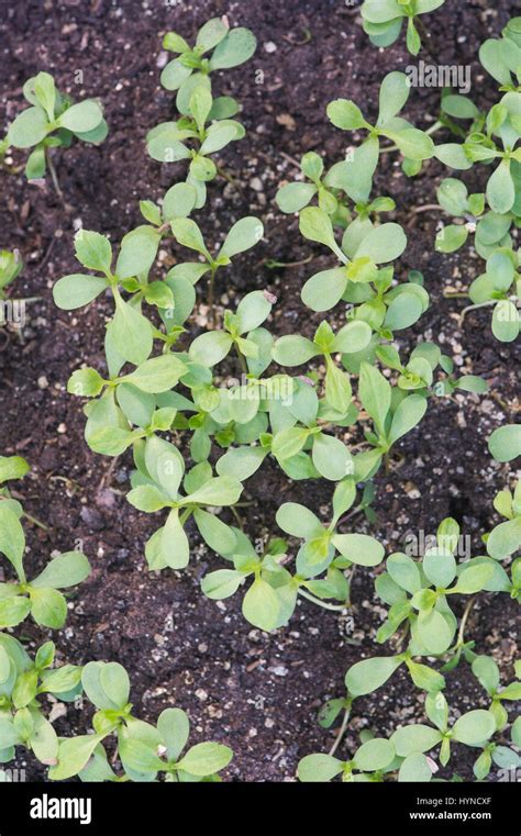 Seedlings In Seed Tray Hi Res Stock Photography And Images Alamy
