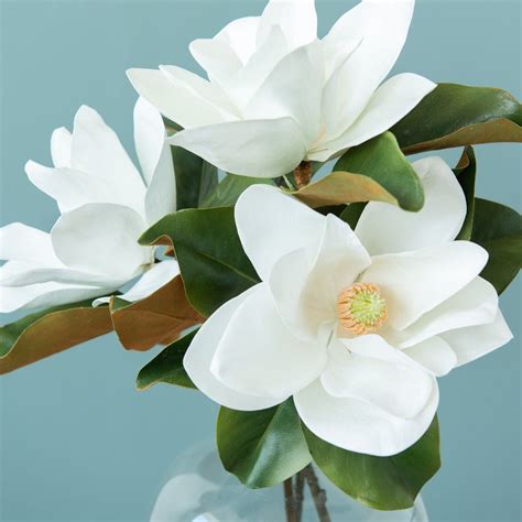Large Magnolia Stem | Magnolia flower, Southern magnolia tree, Magnolia