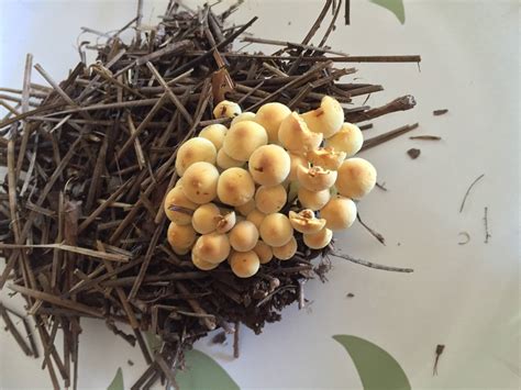 Small Cluster Of Tiny Yellowish Mushrooms Found In Pinestraw Mushroom