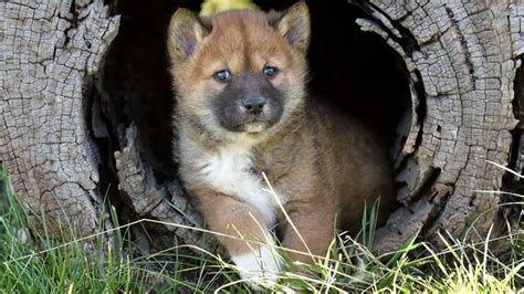 Get Up Close And Cuddle A Dingo Pup At The Dingo Discovery Sanctuary