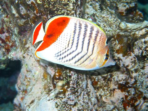 Butterfly Fish Characteristics Types Habitat And More