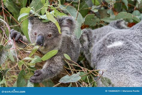 A Mother Koala With Its Joey Stock Image Image Of Baby Cuddly 106886829