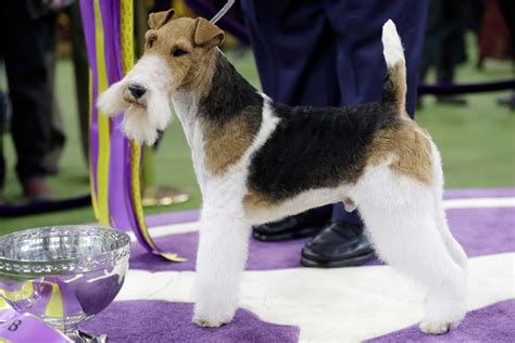 The Westminster Dog Show 2019 Winners And Highlights Photos New York