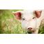 Top 4 Common Misconceptions About Teacup Pigs  SoCurrent