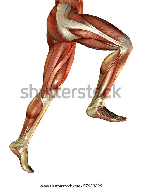 3d Rendering Male Leg Muscles Stock Illustration 57683629 Shutterstock