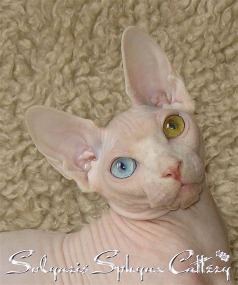 54 Hq Photos Hairless Cat For Sale Cost Hairless Cat Adoption