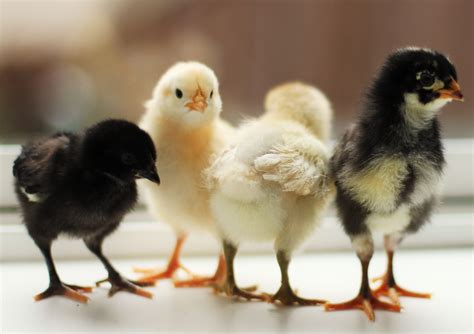 How To Care For Baby Chicks Fabulessly Frugal