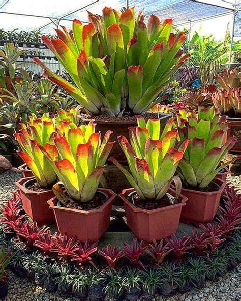 12 Best Full Sun Bromeliads Balcony Garden Web