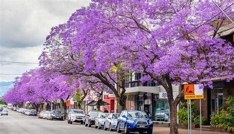The Best Flowering Trees In Australia Au