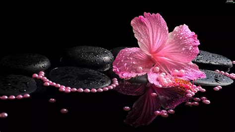pearl spa hibiskus stones pink flowers wallpapers 3999x2249