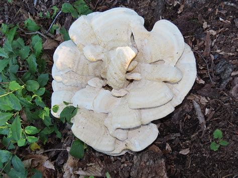 Maryland Biodiversity Project Berkeleys Polypore Bondarzewia Berkeleyi