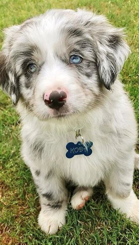 Aussie Blue Merle Puppy Aussie Puppies Baby Animals Puppies