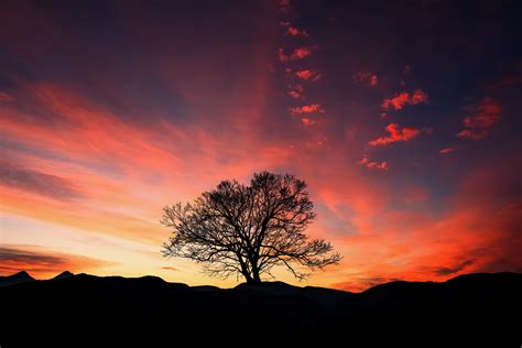 Wallpaper Sunset Tree Clouds Sky Horizon Hd Widescreen High