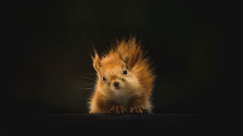 Desktop Wallpaper Cute Red Rodent Squirrel 5k Hd Image Picture