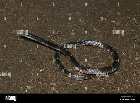 Common Krait Sri Lankan Krait Black Kraitbungarus Ceylonicus Stock