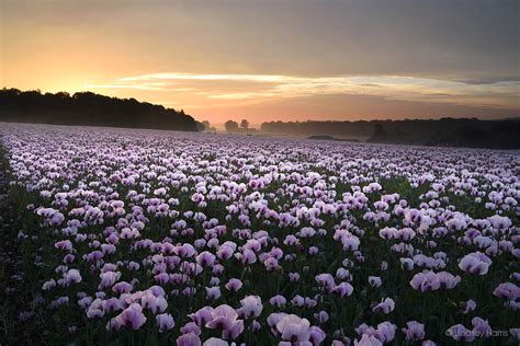Dorset Pink Poppy Fields 2019 Opium Poppies At Sunrise And Sunset