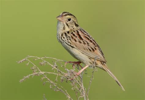 Grassland Birds Protected In New Renewable Energy Proposal Audubon