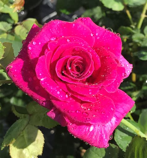 Brindabella Purple Prince™ Rose | Natorp's Online Plant Store