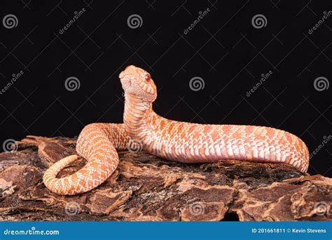 Albino Western Hognose Snake In Mild Defensive Pose Stock Image Image