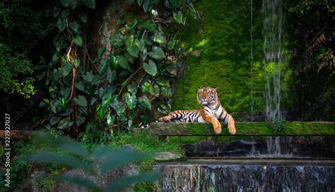 Bengal Tiger Resting Near The Waterfall With Green Moss From Inside The