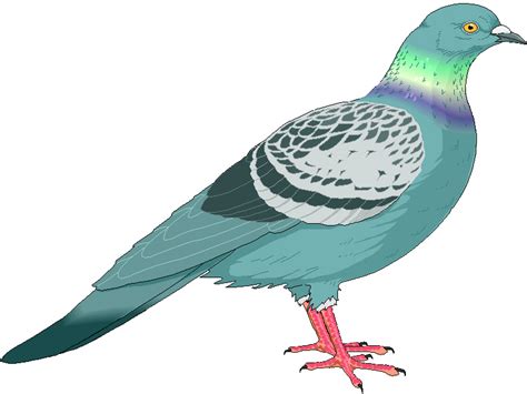 Pigeon Clipart Pigeonclipart Pigeon Clip Art Animal Photo And Image 35481