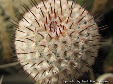8 how to repot a mammillaria cactus. Mammillaria perezdelarosae - Alchetron, the free social ...