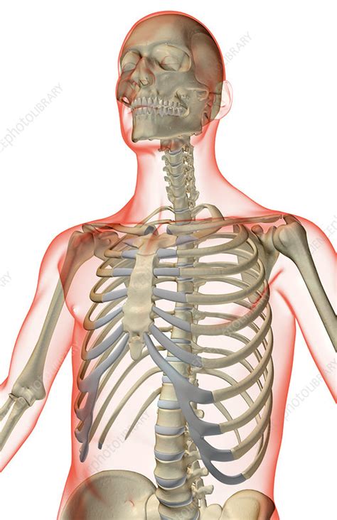 The Bones Of The Upper Body Stock Image F0015873 Science Photo