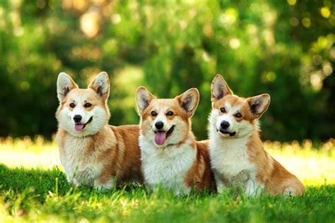 The sisters bred more dorgis and these included cider, berry, vulcan and candy. Dorgi vs Corgi - Breed Comparison | MyDogBreeds