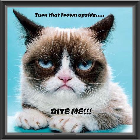 Grumpy Cat Quotes Funny Grumpy Cat Memes Funny Cats Funny Animals