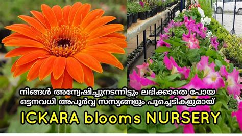Ickara Blooms Nursery Wayanad Beautiful Gardens Wayanadan