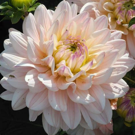 | estudio de diseño floral dedicado a crear momentos únicos e irresistibles. Dahlia 'Diana's Memory' Twitter @farmer_florist | Flowers ...