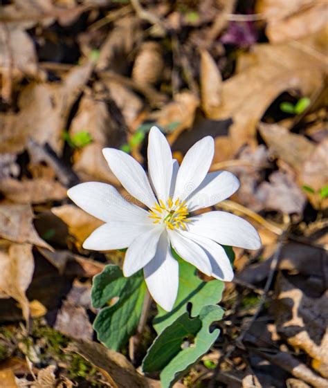 Bloodroot Wildflower Sanguinaria Canadensis Stock Photo Image Of