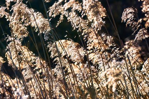 Reed Grasses Plants Free Photo On Pixabay Pixabay