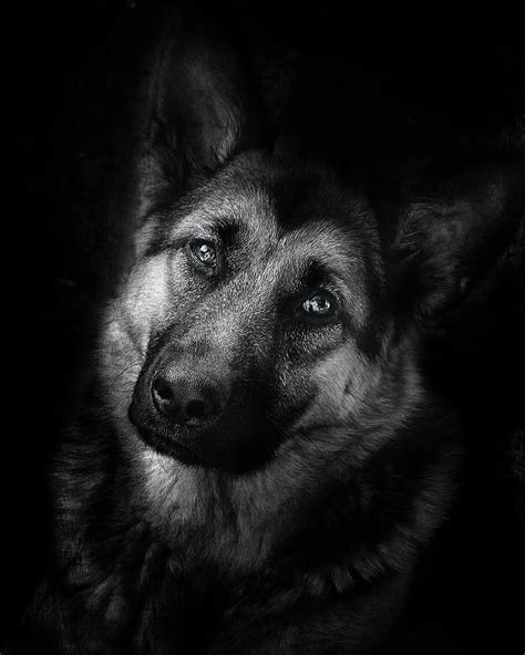 15 Cool Facts You Didnt Know About German Shepherds German Shepherd