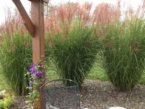 Planting And Dividing Ornamental Grasses Probably One Of The Most