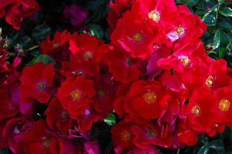 Flower Carpet Red Groundcover Rose P11308 Plants Bulbs And Seeds At