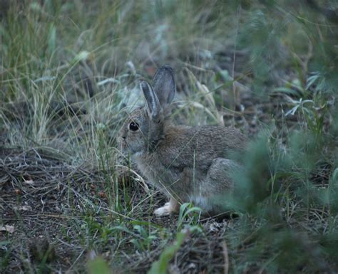 Brachylagus Idahoensis Pygmy Rabbit