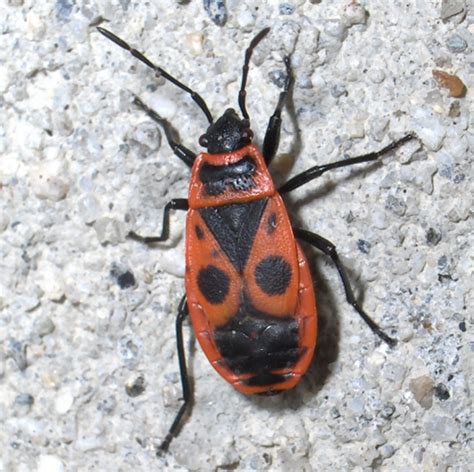 Red And Black Bug Pyrrhocoris Apterus Bugguidenet