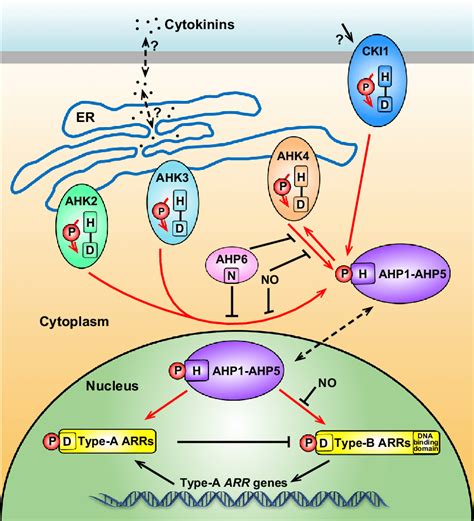 3 Core Steps Of The Cytokinin Signaling Pathway The Cytokinin