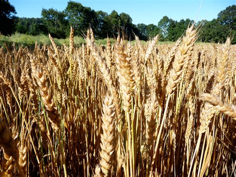 Creating A Stronger Voice For Albertas Wheat Producers Realagriculture